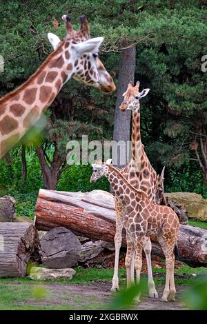 Rothschildgiraffe Giraffa camelopardalis rothschildi . Rothschildgiraffe Giraffa camelopardalis rothschildi im Zoo di Lipsia. 20240605MIC1049 *** giraffa Rothschilds Giraffa camelopardalis rothschildi Rothschilds giraffa Giraffa camelopardalis rothschildi allo zoo di Lipsia 20240605MIC1049 Foto Stock