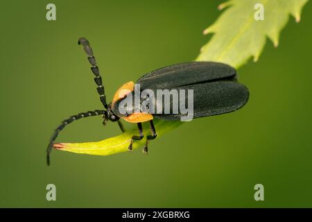 Lucidota atra lucciola isolata su sfondo sfocato verde e spazio copia Foto Stock