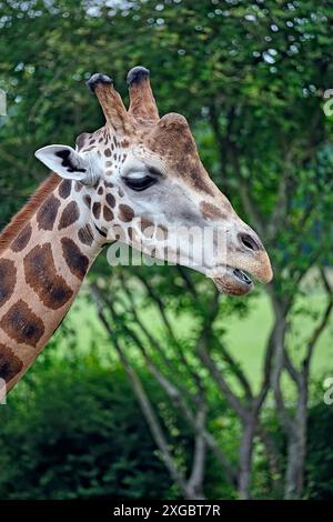 Rothschildgiraffe Giraffa camelopardalis rothschildi . Rothschildgiraffe Giraffa camelopardalis rothschildi im Zoo di Lipsia. 20240605MIC0249 *** giraffa Rothschilds Giraffa camelopardalis rothschildi Rothschilds giraffe Giraffa camelopardalis rothschildi allo zoo di Lipsia 20240605MIC0249 Foto Stock