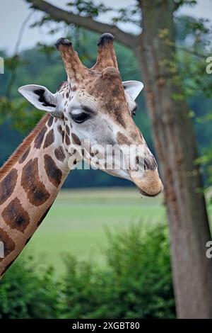 Rothschildgiraffe Giraffa camelopardalis rothschildi . Rothschildgiraffe Giraffa camelopardalis rothschildi im Zoo di Lipsia. 20240605MIC0248 *** giraffa Rothschilds Giraffa camelopardalis rothschildi Rothschilds giraffe Giraffa camelopardalis rothschildi allo zoo di Lipsia 20240605MIC0248 Foto Stock