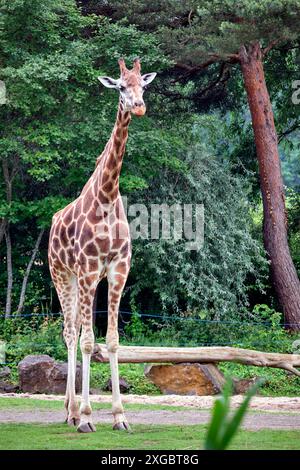 Rothschildgiraffe Giraffa camelopardalis rothschildi . Rothschildgiraffe Giraffa camelopardalis rothschildi im Zoo di Lipsia. 20240605MIC0982 *** giraffa Rothschilds Giraffa camelopardalis rothschildi Rothschilds giraffe Giraffa camelopardalis rothschildi allo zoo di Lipsia 20240605MIC0982 Foto Stock