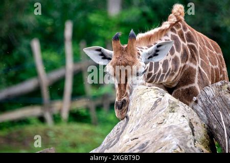 Rothschildgiraffe Giraffa camelopardalis rothschildi . Rothschildgiraffe Giraffa camelopardalis rothschildi im Zoo di Lipsia. 20240605MIC1009 *** giraffa Rothschilds Giraffa camelopardalis rothschildi Rothschilds giraffa Giraffa camelopardalis rothschildi allo zoo di Lipsia 20240605MIC1009 Foto Stock