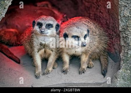 Erdmännchen Suricata suricatta . Erdmännchen Suricata suricatta im Zoo Leipzig. 20240605MIC0321 *** Meerkat Suricata suricatta Meerkat Suricata suricatta allo zoo di Lipsia 20240605MIC0321 Foto Stock