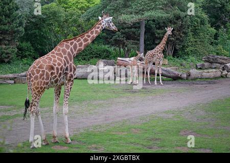 Rothschildgiraffe Giraffa camelopardalis rothschildi . Rothschildgiraffe Giraffa camelopardalis rothschildi im Zoo di Lipsia. 20240605MIC0237 *** giraffa Rothschilds Giraffa camelopardalis rothschildi Rothschilds giraffe Giraffa camelopardalis rothschildi allo zoo di Lipsia 20240605MIC0237 Foto Stock