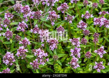 Fioritura fragrante Thymus serpyllum, timo selvatico Breckland, timo strisciante, o timo elfino primo piano, foto macro. Bella cibo e pianta medicinale i Foto Stock