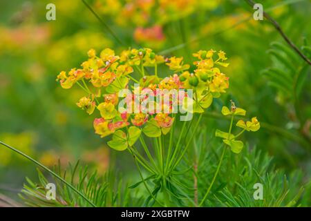 Fiori di una pianta tossica selvatica Euphorbia ciparissias o cipresso spurgano. Foto Stock