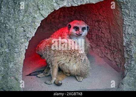 Erdmännchen Suricata suricatta . Erdmännchen Suricata suricatta im Zoo Leipzig. 20240605MIC0270 *** Meerkat Suricata suricatta Meerkat Suricata suricatta presso lo zoo di Lipsia 20240605MIC0270 Foto Stock