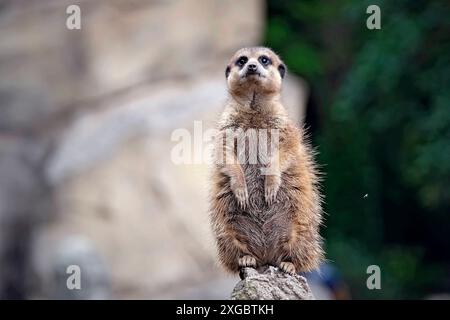 Erdmännchen Suricata suricatta . Erdmännchen Suricata suricatta im Zoo Leipzig. 20240605MIC0310 *** Meerkat Suricata suricatta Meerkat Suricata suricatta allo zoo di Lipsia 20240605MIC0310 Foto Stock