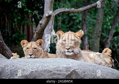 Löwe Panthera leo . Löwe Panthera leo im Zoo di Lipsia. 20240605MIC1074 *** Lion Panthera leo Lion Panthera leo allo zoo di Lipsia 20240605MIC1074 Foto Stock