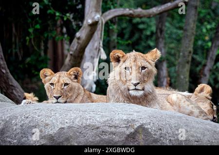 Löwe Panthera leo . Löwe Panthera leo im Zoo di Lipsia. 20240605MIC1072 *** Lion Panthera leo Lion Panthera leo allo zoo di Lipsia 20240605MIC1072 Foto Stock