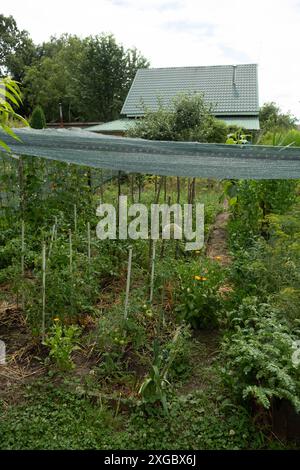 Orto lussureggiante con varie piante supportate da alberi e protette da reti ombreggiate, che mettono in risalto pratiche agricole sostenibili. Vert Foto Stock