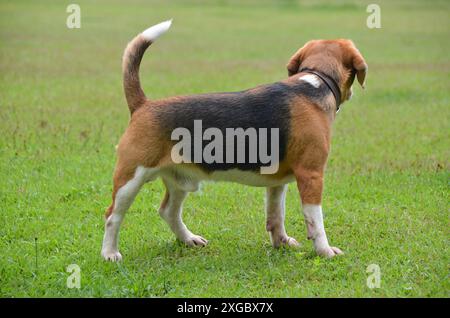 I cani Beagle camminano, giocano e corrono all'aperto nel parco in un giorno d'estate. Animale domestico Foto Stock