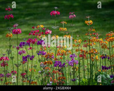 I fiori dai colori vivaci della primula himalayana crescono in un giardino del Regno Unito Foto Stock