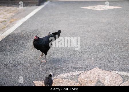 Un pollo nero in piedi su una strada asfaltata con un piccolo uccello in primo piano. Foto Stock