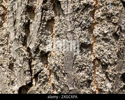 Sfondo della trama della corteccia dell'albero incrinato in verticale Foto Stock