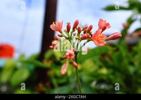 Primo piano dei piccoli fiori blush che fioriscono Foto Stock