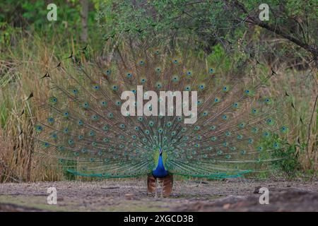 Il Peafowl indiano, noto anche come Common Peafowl o Blue Peafowl, è una specie originaria del subcontinente indiano. Foto Stock