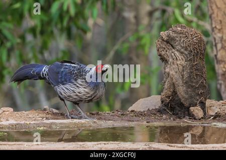 Il Kalij Pheasant o semplicemente Kalij, è un fagiano che si trova nelle foreste e nei boschi, specialmente nelle colline pedemontane dell'Himalaya. Foto Stock