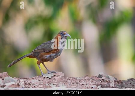 Scimitar Babbler dalle guance rugginose - trovato nella regione indiana dell'Himalaya. Foto Stock