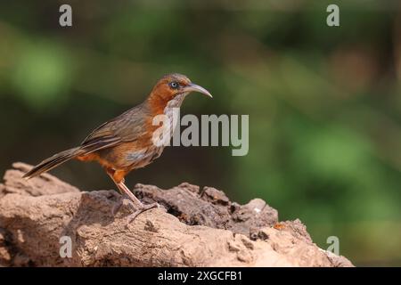 Scimitar Babbler dalle guance rugginose - trovato nella regione indiana dell'Himalaya. Foto Stock