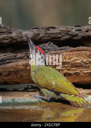 Picchio dalla testa grigia - Un picchio comunemente presente in tutta la catena dell'Himalaya in India. Foto Stock