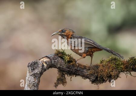 Scimitar Babbler dalle guance rugginose - trovato nella regione indiana dell'Himalaya. Foto Stock