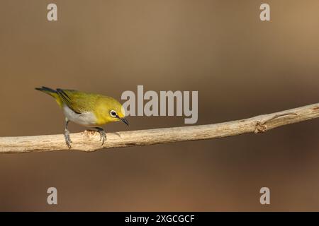 L'Indian White Eye, ex Oriental White Eye, è un piccolo uccello. È un allevatore residente in un bosco aperto e si nutre di nettare e piccoli insetti. Foto Stock
