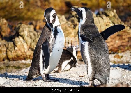 I pinguini selvatici africani, del Capo e sudafricani (Spheniscus demersus) si accostano da vicino su una spiaggia di Betty's Bay, Capo Occidentale, Sudafrica Foto Stock