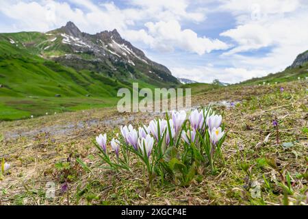 il bellissimo croco bianco viola cresce attraverso la neve, i croci in primavera, la neve si scioglie e i crochi fioriscono sul prato verde fresco, l'inverno è finito, Foto Stock