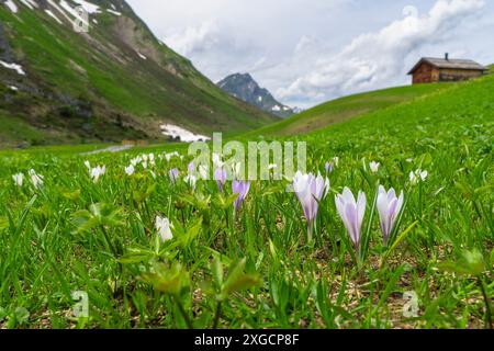 il bellissimo croco bianco viola cresce attraverso la neve, i croci in primavera, la neve si scioglie e i crochi fioriscono sul prato verde fresco, l'inverno è finito, Foto Stock