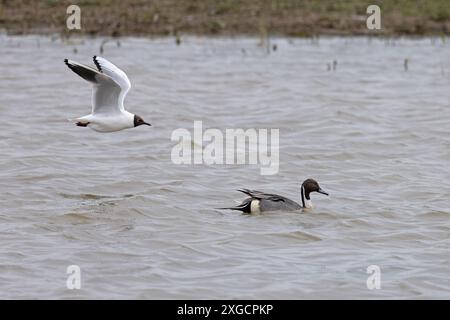 Northern Pintail (Anas acuta) Lincolnshire aprile 2024 Foto Stock