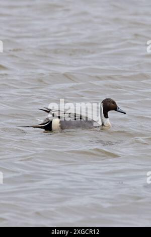 Northern Pintail (Anas acuta) Lincolnshire aprile 2024 Foto Stock