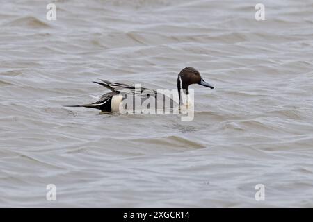 Northern Pintail (Anas acuta) Lincolnshire aprile 2024 Foto Stock