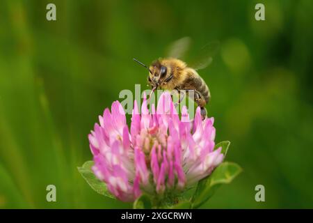 Un'ape che ronza con probosci estesi su un fiore di trifoglio rosa Foto Stock