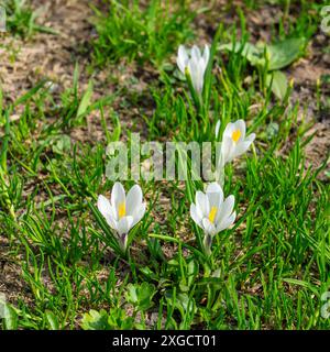 Il bellissimo croco bianco cresce attraverso la neve, i crochi in primavera, la neve si scioglie e i crochi fioriscono sul prato verde fresco, fine inverno, Crocus Foto Stock