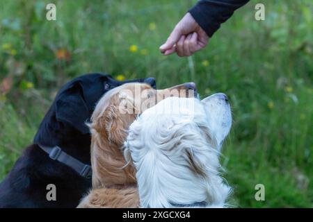 Tre pistoleri (Golden retrievers e un labrador nero) in attesa che un cane venga consegnato loro dal proprietario. Foto Stock