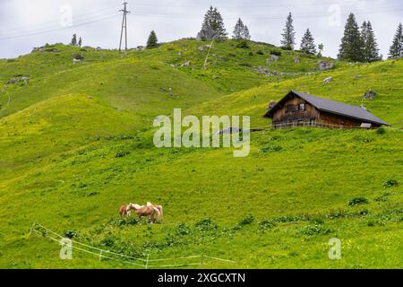 Cavalli su pendii ripidi dalle alpi austriache, con prato verde appena alla vetta della montagna e cascina alpina in legno, pascolo fiorito Foto Stock