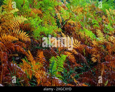 Felci, Robledal de Ucieda, Parco naturale Saja-Besaya, Cantabria, Spagna. Foto Stock