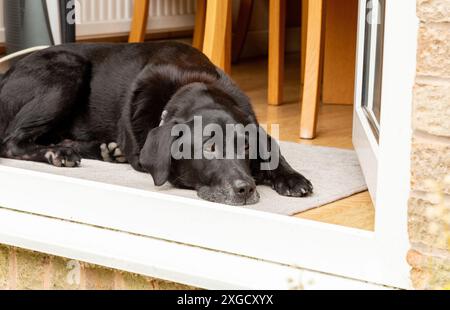 Un labrador retriever nero che giace in una porta del patio. La porta è aperta e il cane è sdraiato su un tappeto ed è in profonda riflessione. Foto Stock