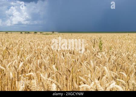 campo di frumento maturo contro il cielo blu scuro, giorno d'estate prima della pioggia. calma prima della tempesta. agricoltura, agricoltura, agroalimentare. importanza del grano Foto Stock