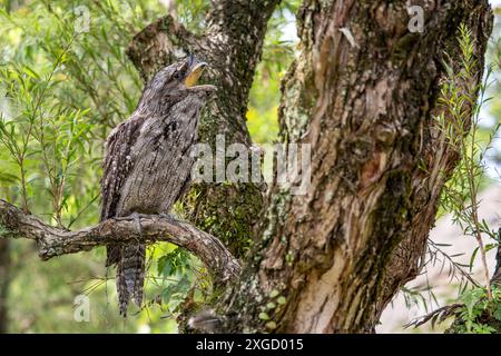 Tawny frogmouth - Podargus strigoides, unico grande uccello notturno proveniente da foreste e boschi australiani. Foto Stock