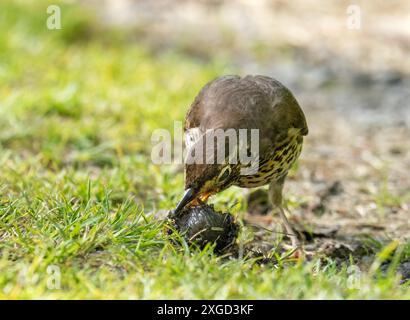 A Song Thrush, Turdus philomelos mangiando una lumaca ad Ambleside, Lake District, Regno Unito. Foto Stock