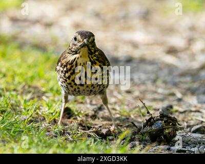 A Song Thrush, Turdus philomelos mangiando una lumaca ad Ambleside, Lake District, Regno Unito. Foto Stock