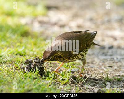 A Song Thrush, Turdus philomelos mangiando una lumaca ad Ambleside, Lake District, Regno Unito. Foto Stock