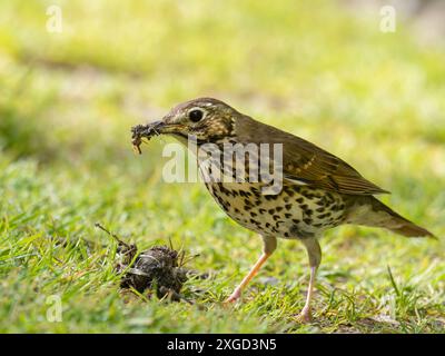 A Song Thrush, Turdus philomelos mangiando una lumaca ad Ambleside, Lake District, Regno Unito. Foto Stock