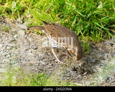 A Song Thrush, Turdus philomelos mangiando una lumaca ad Ambleside, Lake District, Regno Unito. Foto Stock