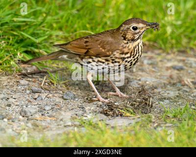 A Song Thrush, Turdus philomelos mangiando una lumaca ad Ambleside, Lake District, Regno Unito. Foto Stock