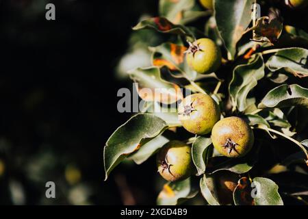 Pere selvatico europeo con foglie malate di infezione fungina Gymnosporangium sabinae. Piraster Pyrus. Rami con ruggine di pera o arrugginita di pere e. Foto Stock