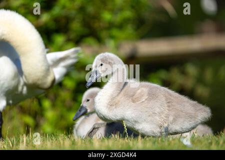 Vicino selvaggio, cignette muti del Regno Unito (Cygnus olor) all'aperto godendosi un po' di sole estivo, dietro l'uccello genitore. Foto Stock