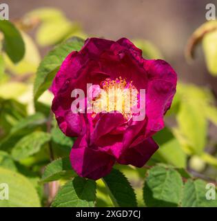 Rosa "Alain Blanchard" Foto Stock